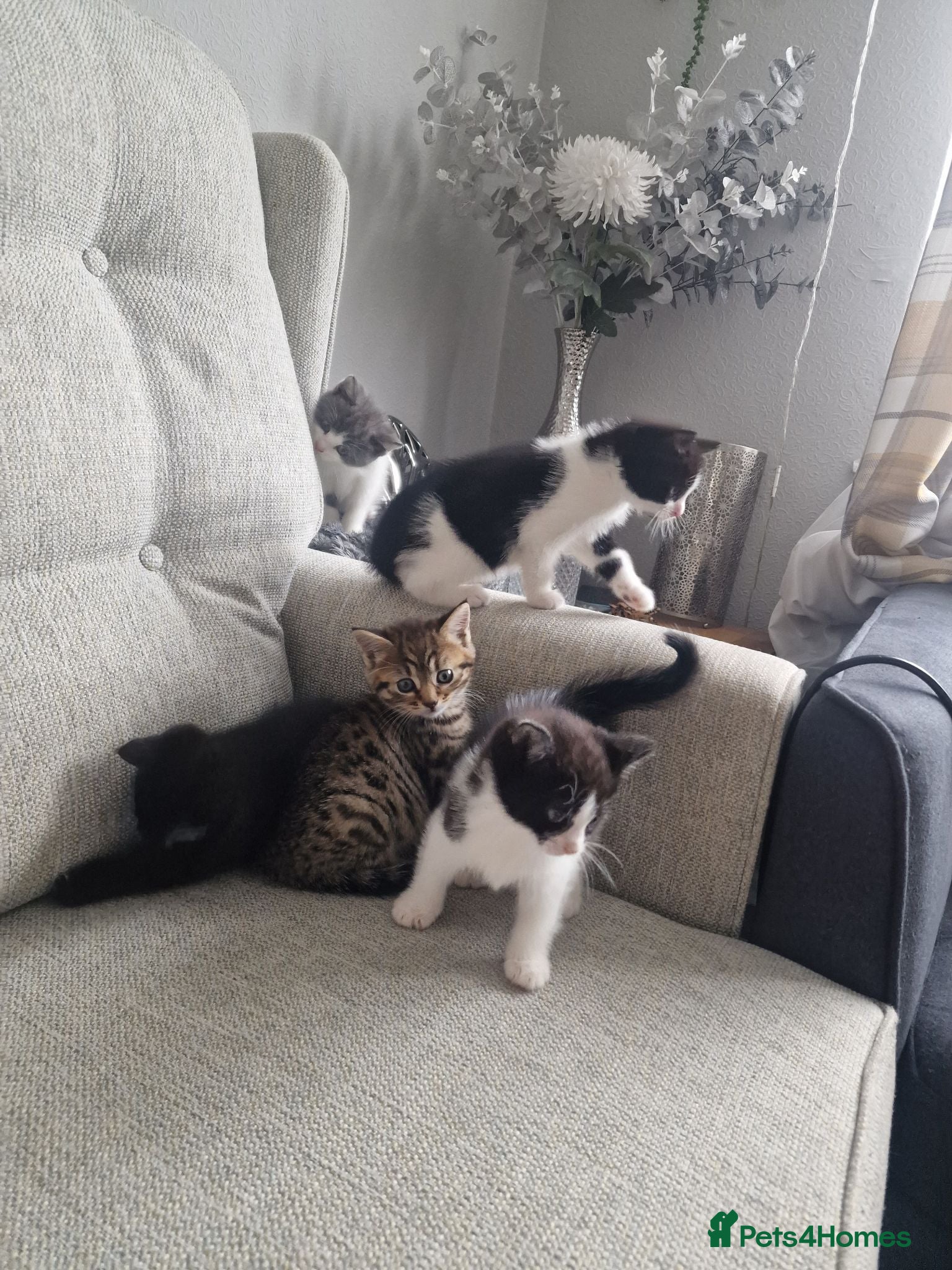 Mixed Breed cats 5 Kittens  - Advert 1