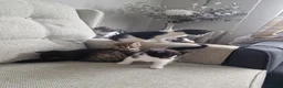 Mixed Breed cats for sale: 5 Kittens  in Manchester - Advert 1