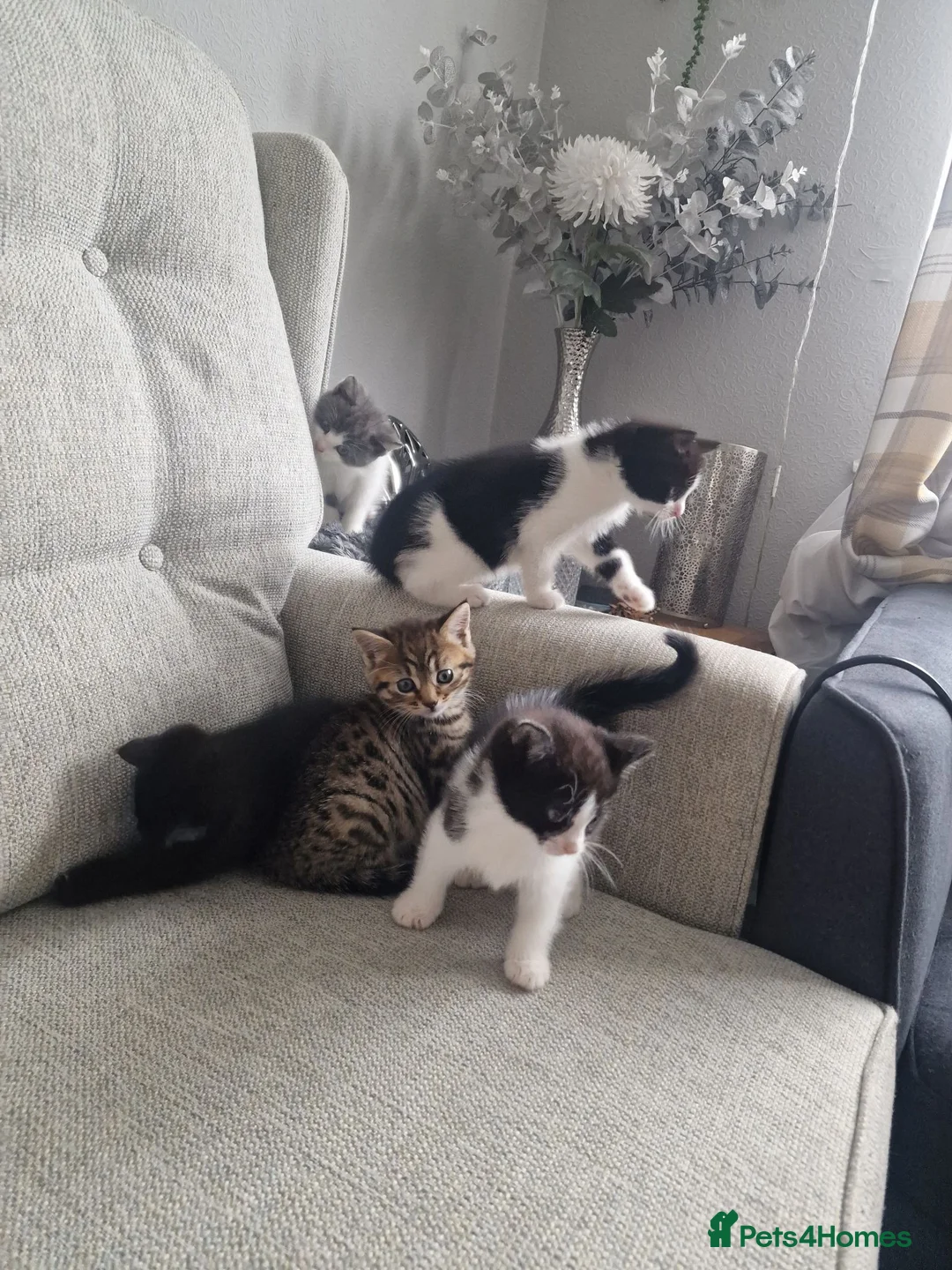 Mixed Breed cats for sale: 5 Kittens  in Manchester - Advert 1