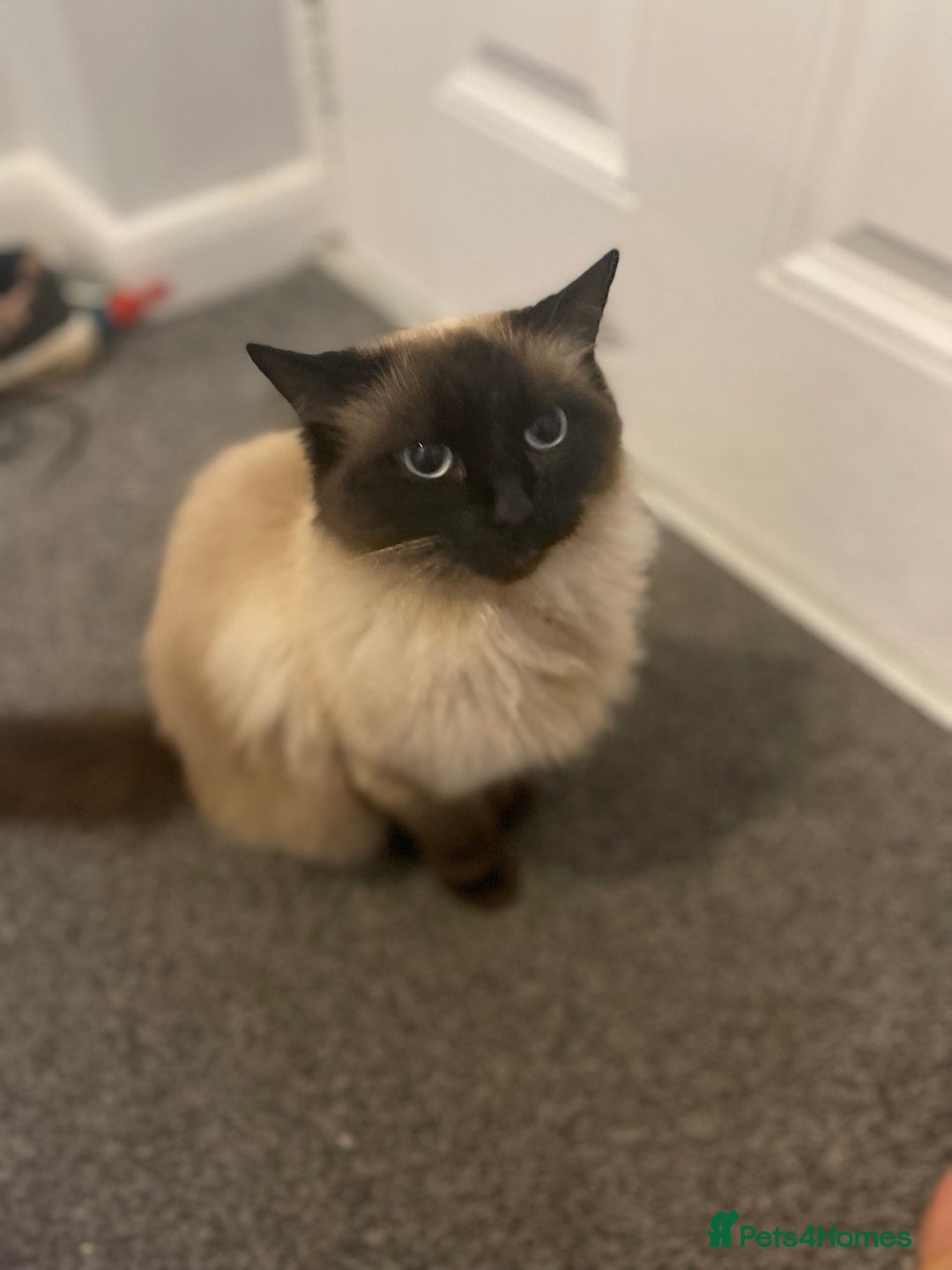 Ragdoll cats for sale: Ragdoll for rehoming - Advert 2