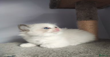 Ragdoll cats - Advert 15