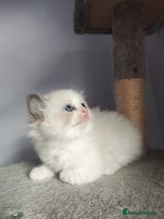 Ragdoll cats - Advert 15