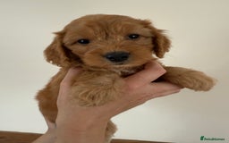 Cockapoo dogs for sale: Beautiful Health tested Toy Cockapoo Puppies - Image 9