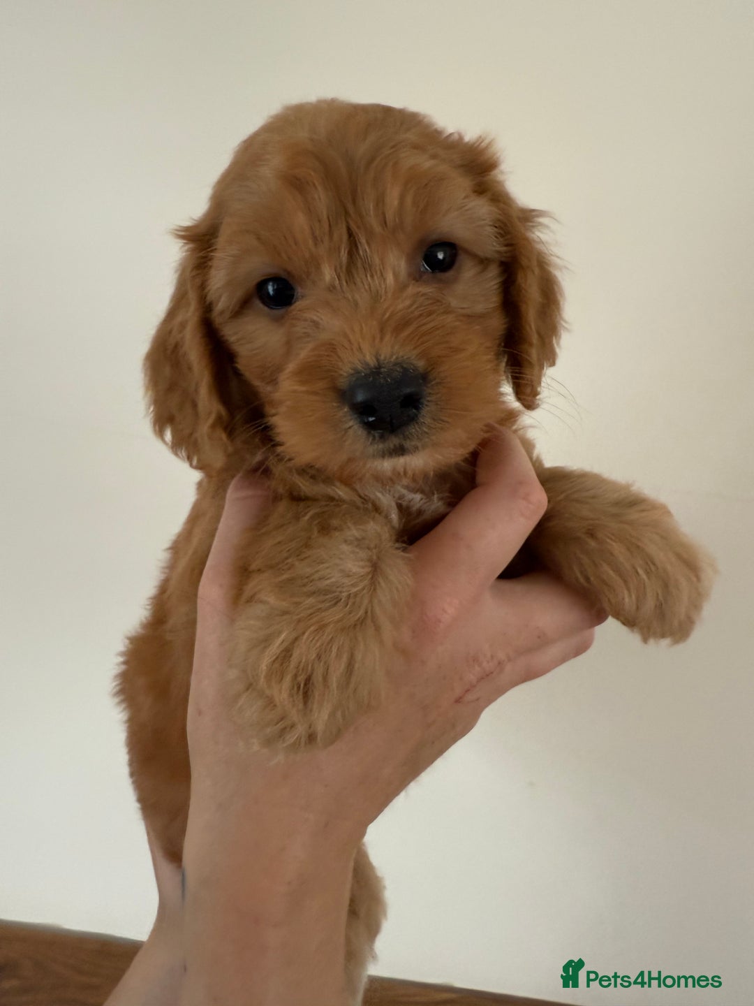 Cockapoo dogs for sale: Beautiful Health tested Toy Cockapoo Puppies - Image 9