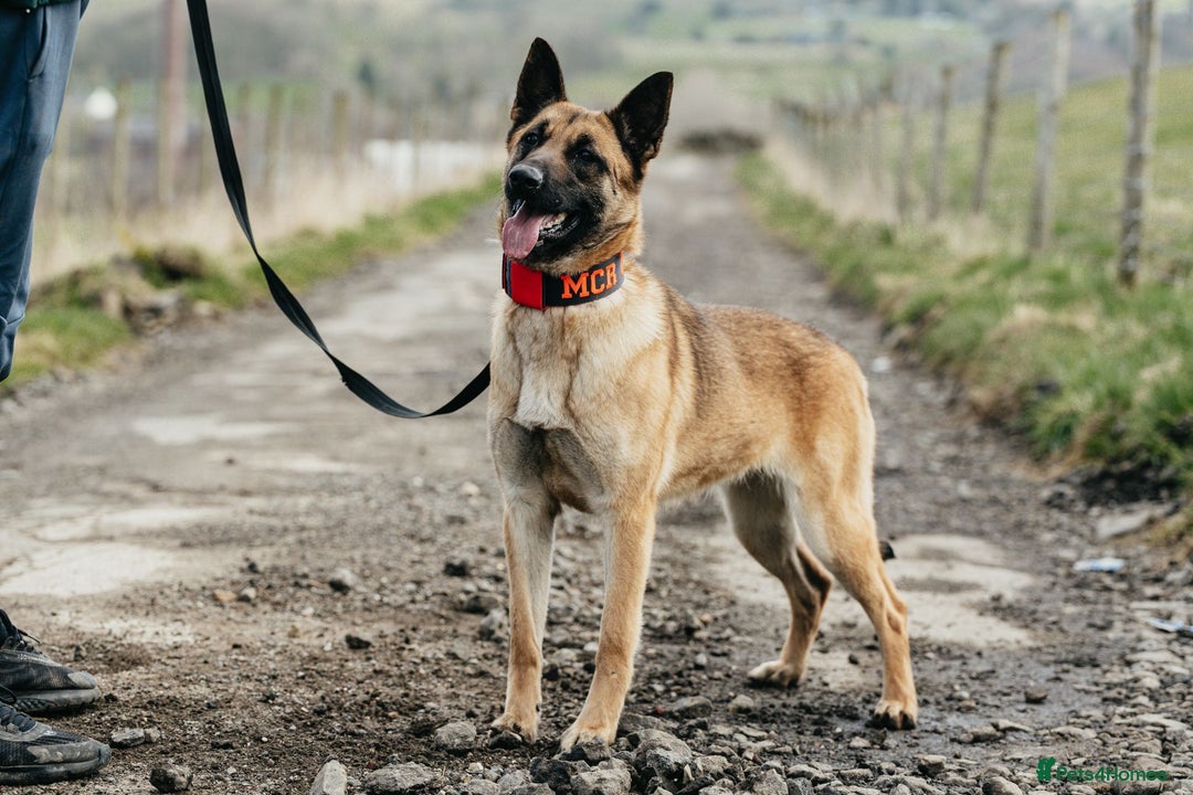 Belgian Shepherd Dog dogs for sale: Beautiful Belgium Malinois pups for sale  - Image 32