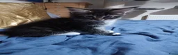 Maine Coon cats for sale: Maine Coon Kittens for Sale - Advert 5