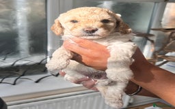 Cockapoo dogs for sale: Adorable F1B Cockapoo Puppies ready 6th November - Image 8