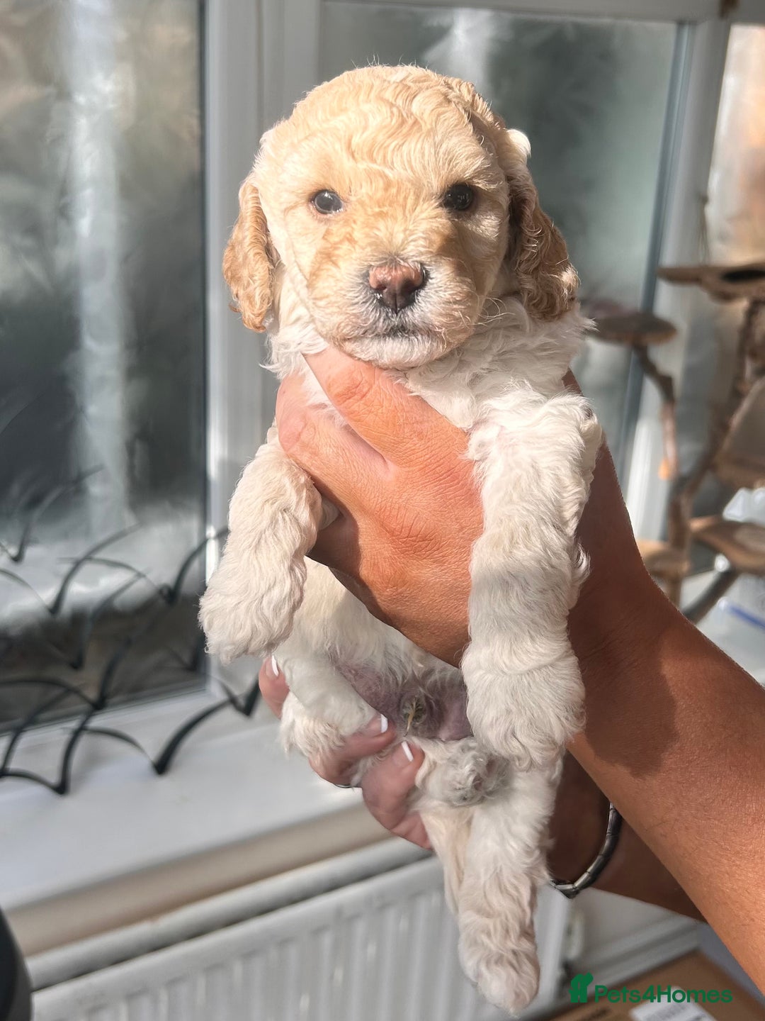 Cockapoo dogs for sale: Adorable F1B Cockapoo Puppies ready 6th November - Image 8