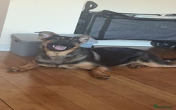 Mixed Breed dogs for sale: Playful puppy needing loving home - Image 2