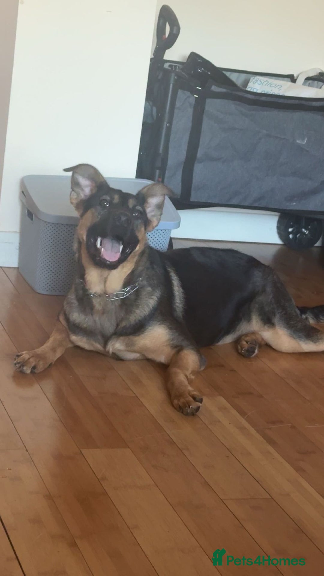 Mixed Breed dogs for sale: Playful puppy needing loving home - Image 2