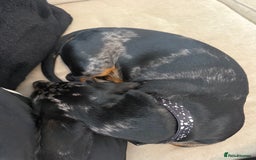 Dachshund dogs for sale: Black & Tan Dapple Dachshund - 8 month old - Image 3