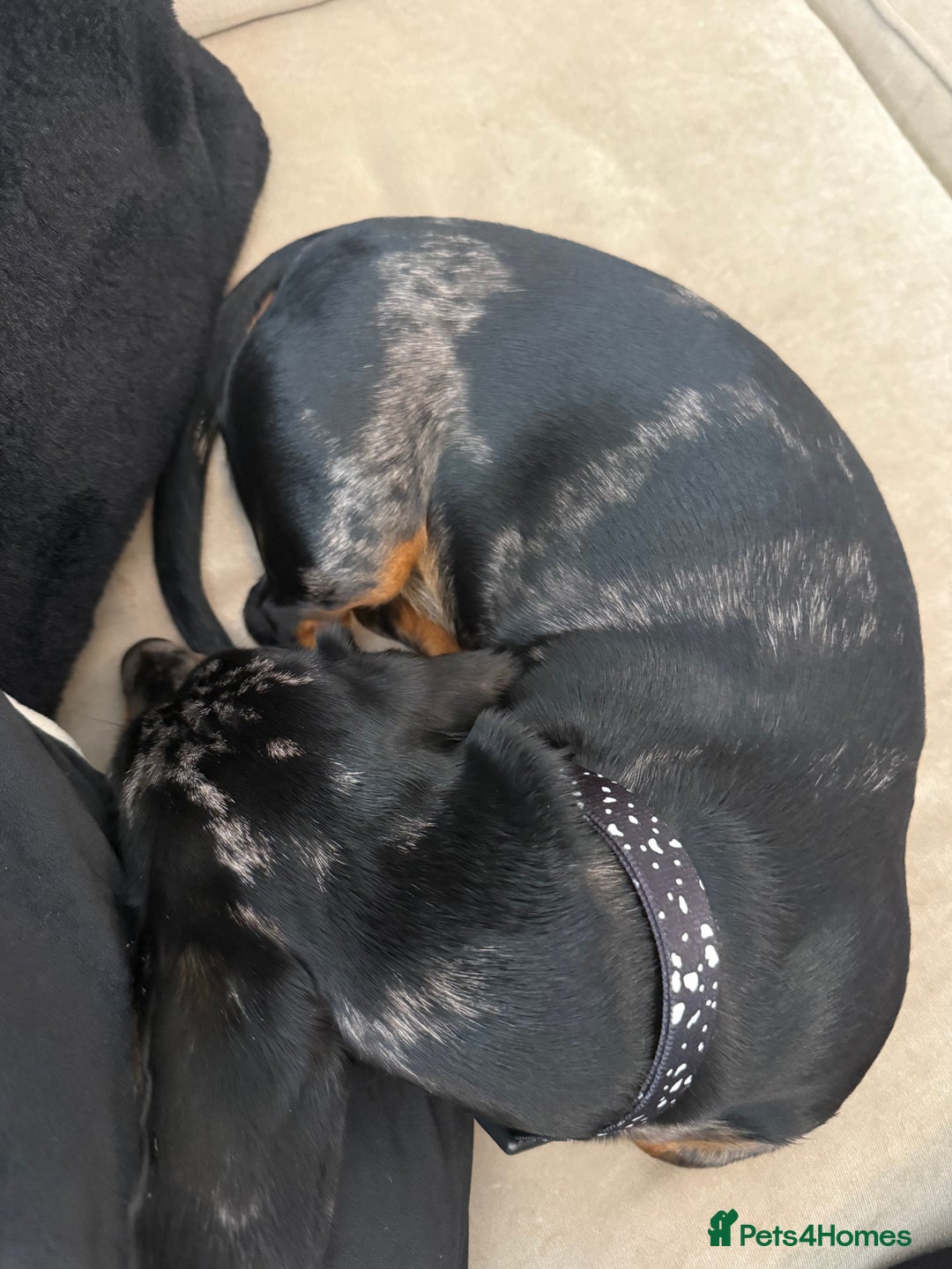 Dachshund dogs for sale: Black & Tan Dapple Dachshund - 8 month old - Image 3