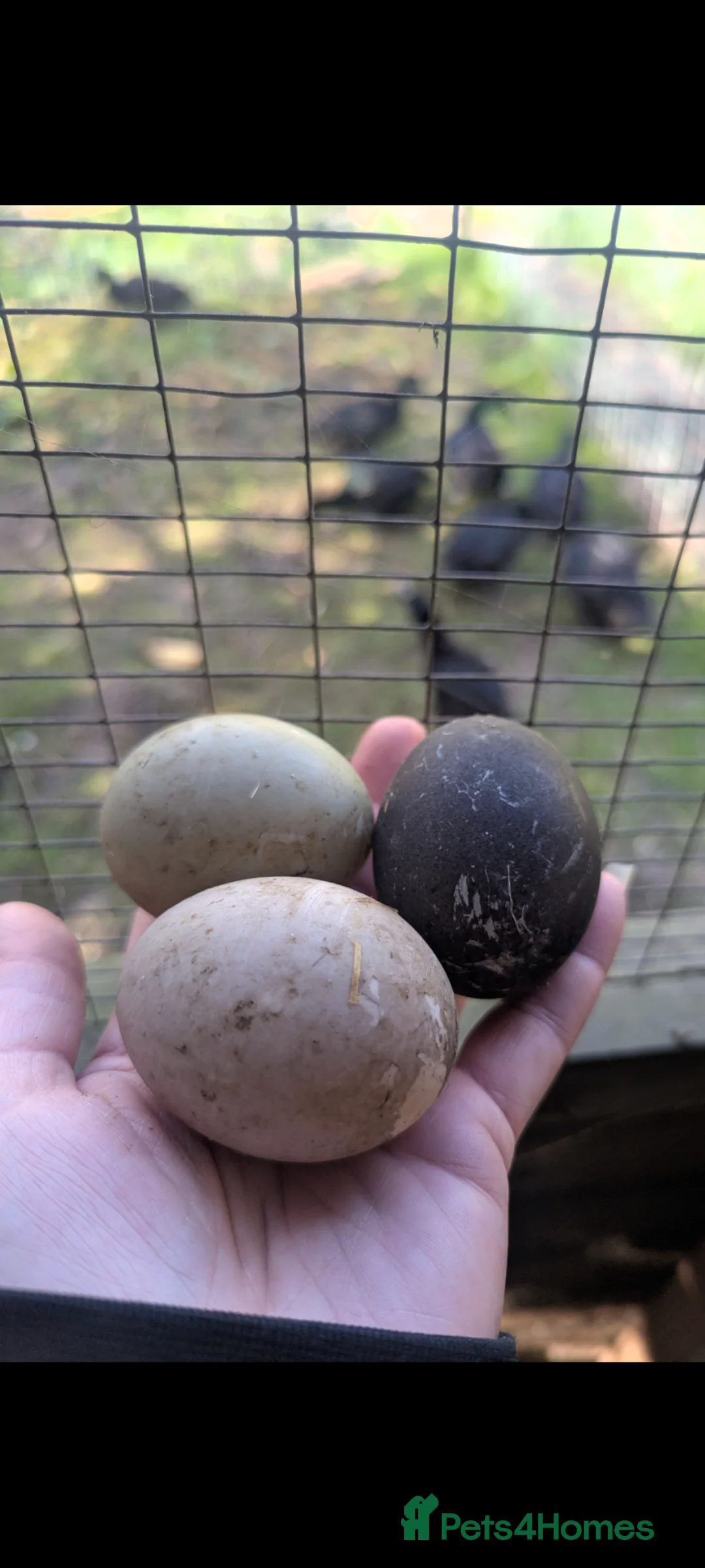 Ducks poultry for sale: Cayuga duck hatching eggs x 30  in Blackwood - Advert 3