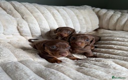 Dachshund dogs for sale: PERFECT MINIATURE DACHSHUNDS BABIES 🐶 - Image 7