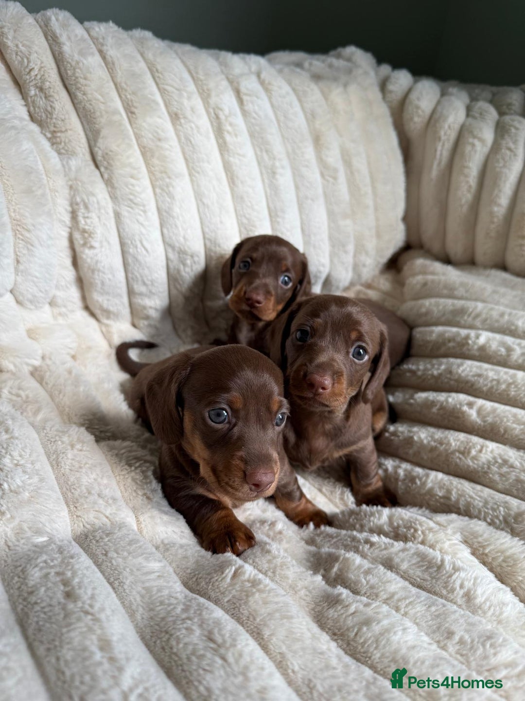 Dachshund dogs for sale: PERFECT MINIATURE DACHSHUNDS BABIES 🐶 - Image 7