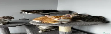 Mixed Breed 4