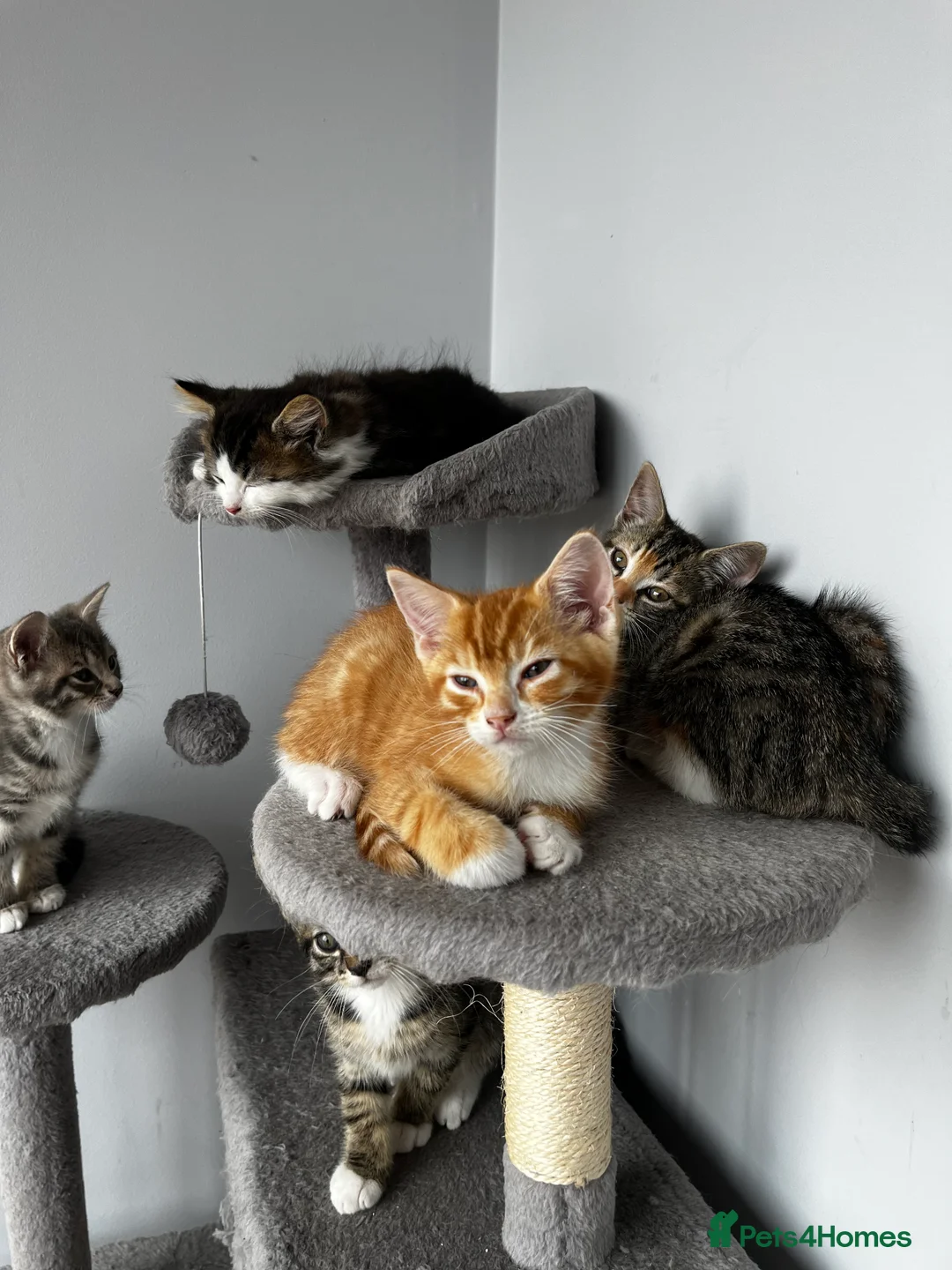 Mixed Breed cats for sale: 5 beautiful kittens ready for their forever home - Advert 2