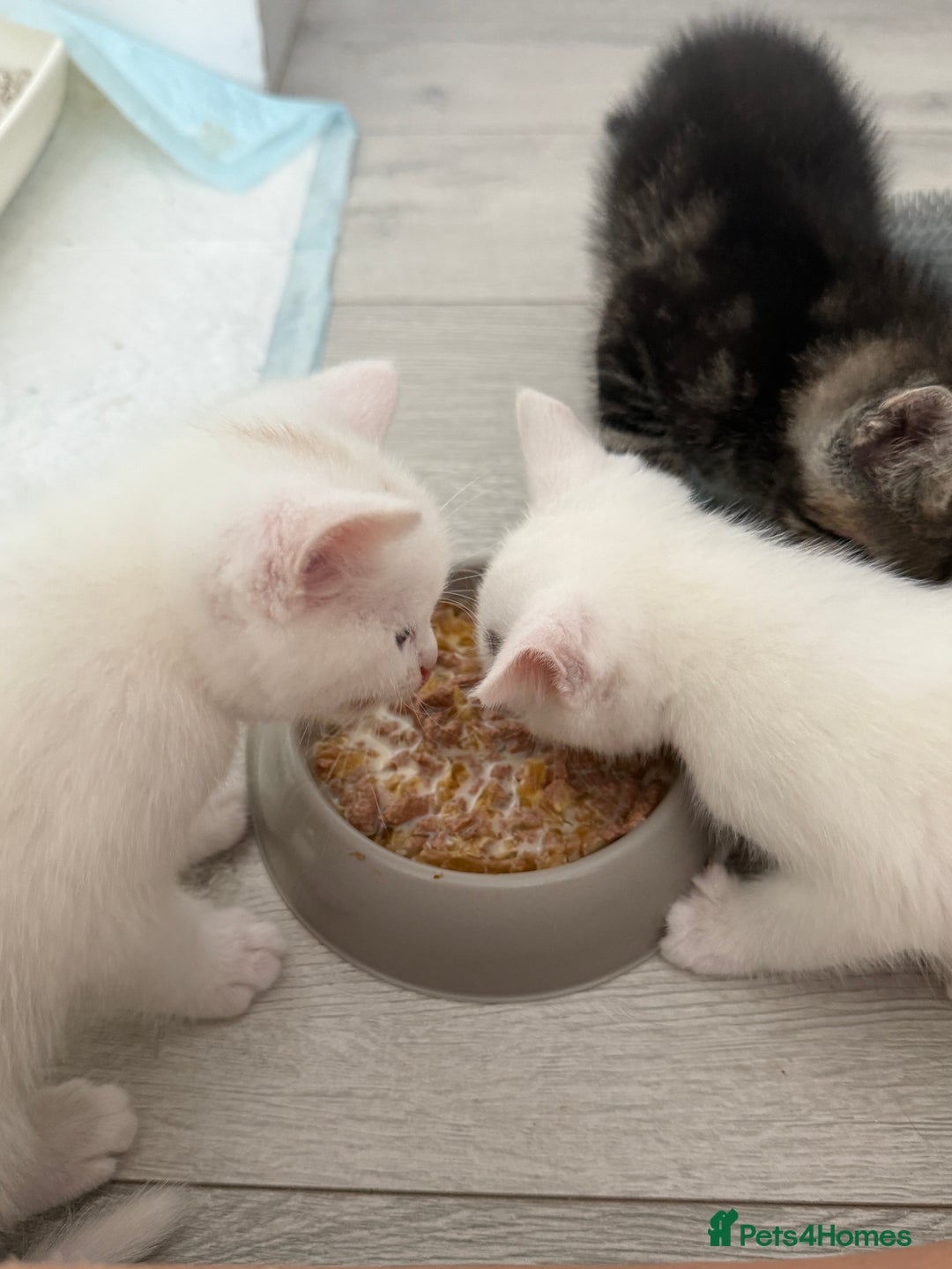 Turkish Angora cats for sale: 4 Beautiful Turkish Angora Mix Kittens - Image 18