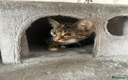 Maine Coon cats for sale: Taby part main coon  - Image 4