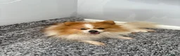 Pomeranian dogs for sale: 🐾STUNNING POMERANIAN PUPPIES 🐾 - Advert 2