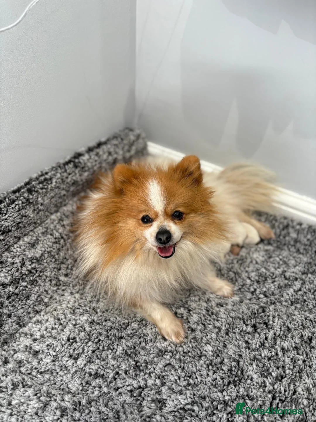 Pomeranian dogs for sale: 🐾STUNNING POMERANIAN PUPPIES 🐾 - Advert 2