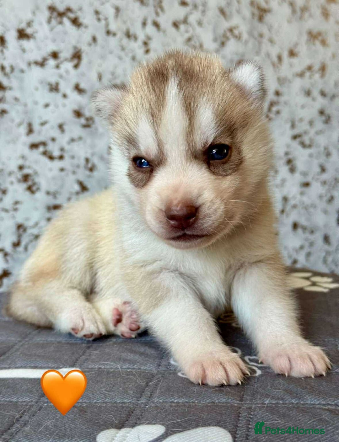 Siberian Husky dogs for sale: Beautiful KC registered Siberian puppies  - Image 6