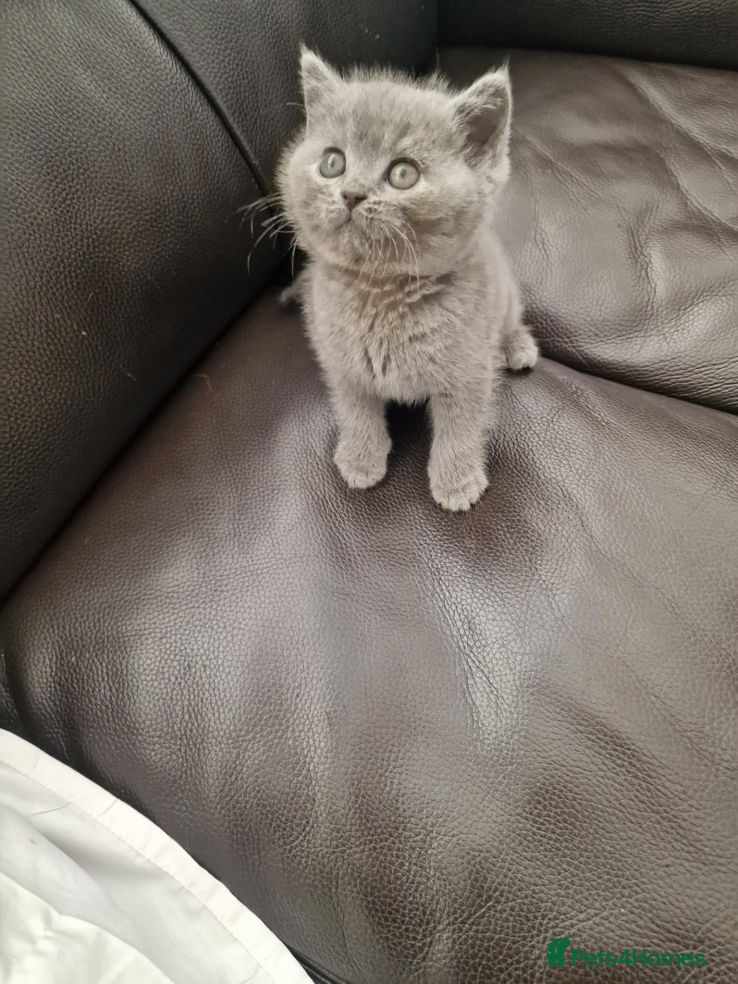 British Shorthair cats  The last princess British Shorthair ❤️ ♥️  - Advert 2