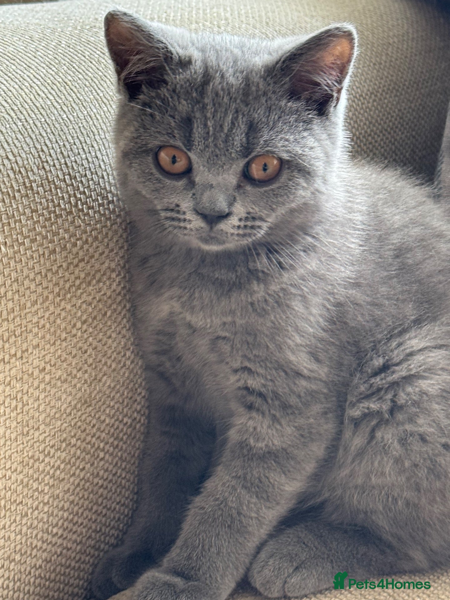 British Shorthair cats *READY NOW* Beautiful BSH Blue Boy – GCCF Reg - Advert 1