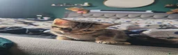 Mixed Breed cats for sale: 3 beautiful kittens ready for new homes 🏠 - Advert 3