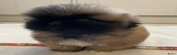 Pekingese dogs for sale: ❤️Gorgeous KC Reg Pekingese pups❤️ - Advert 14