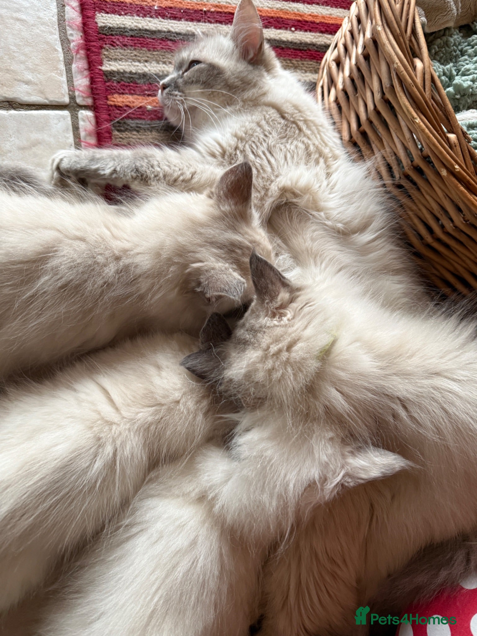 Ragdoll cats Beautiful Ragdoll Kittens READY NOW - Advert 2