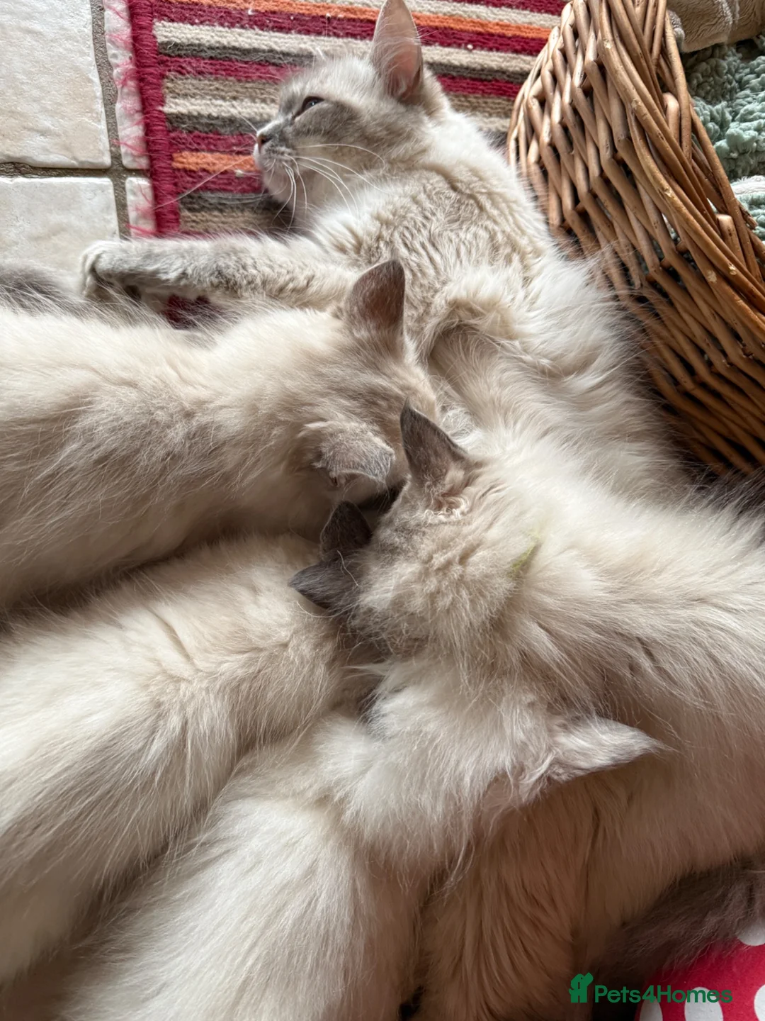 Ragdoll cats for sale: Beautiful Ragdoll Kittens READY NOW - Advert 2