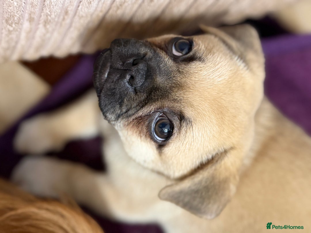 Pomeranian dogs for sale: Pug x Pomeranian mixed breed Puppies  - Advert 13