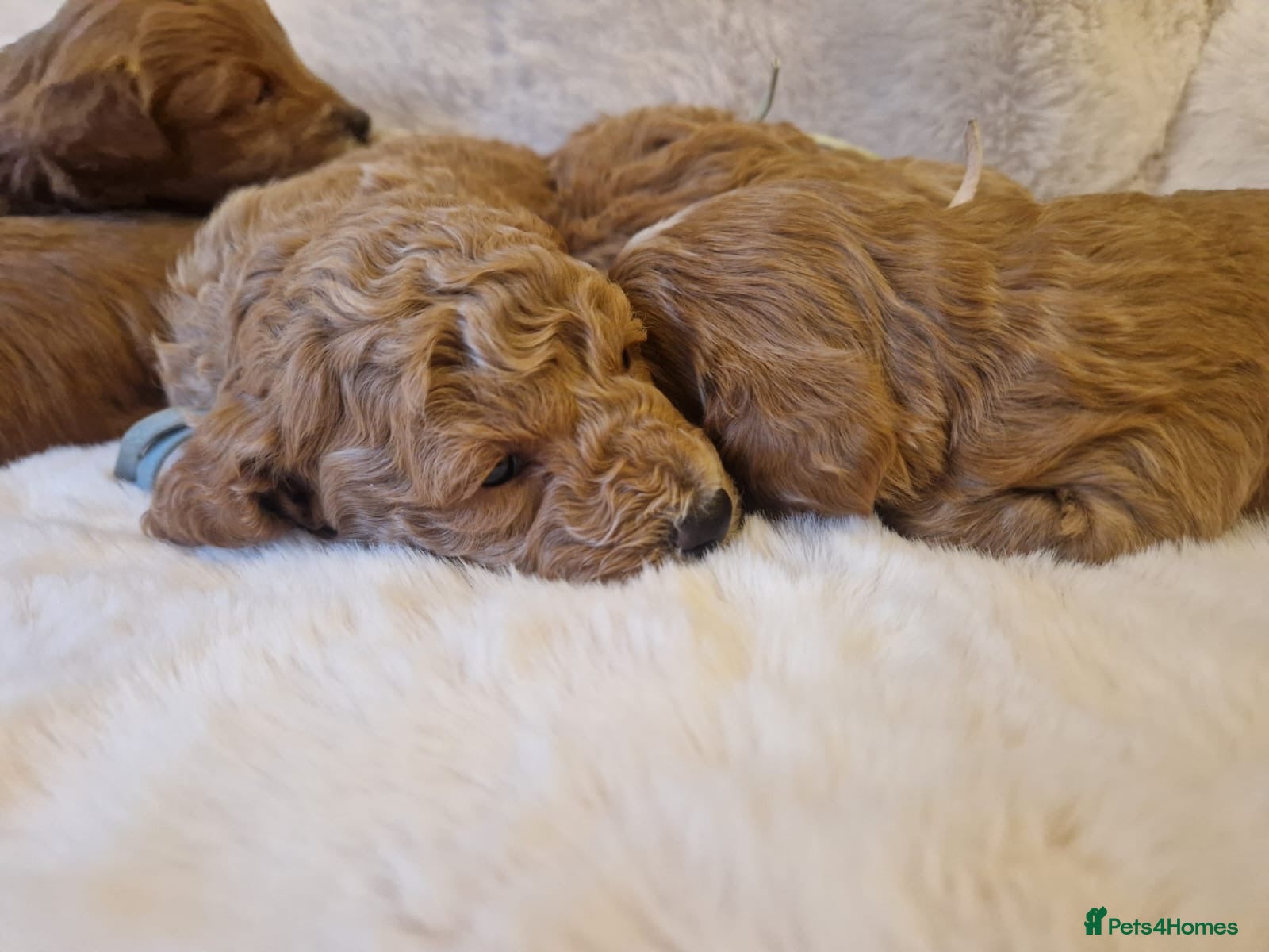 Cockapoo dogs ❤️‼️stunning fox red true miniature cockapoos ❤️‼️ - Advert 9