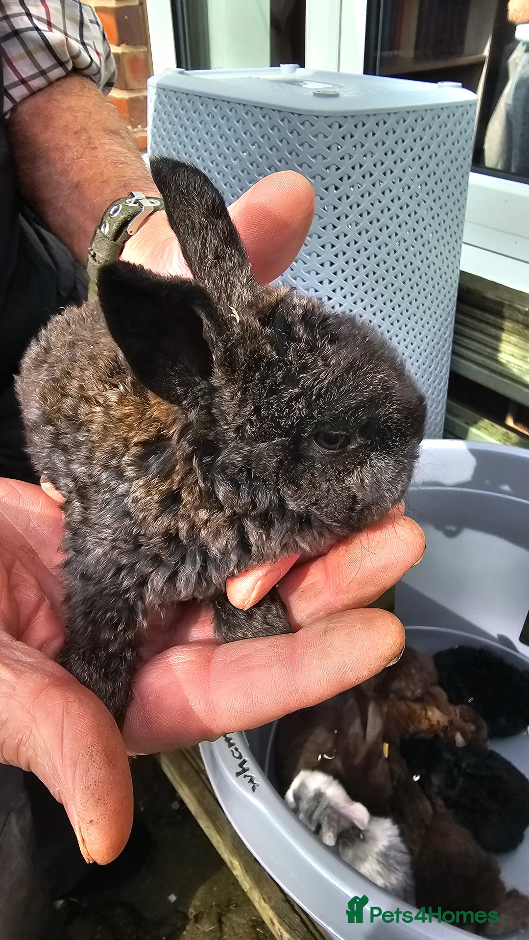 French Lop rabbits for sale: baby lops - Advert 11