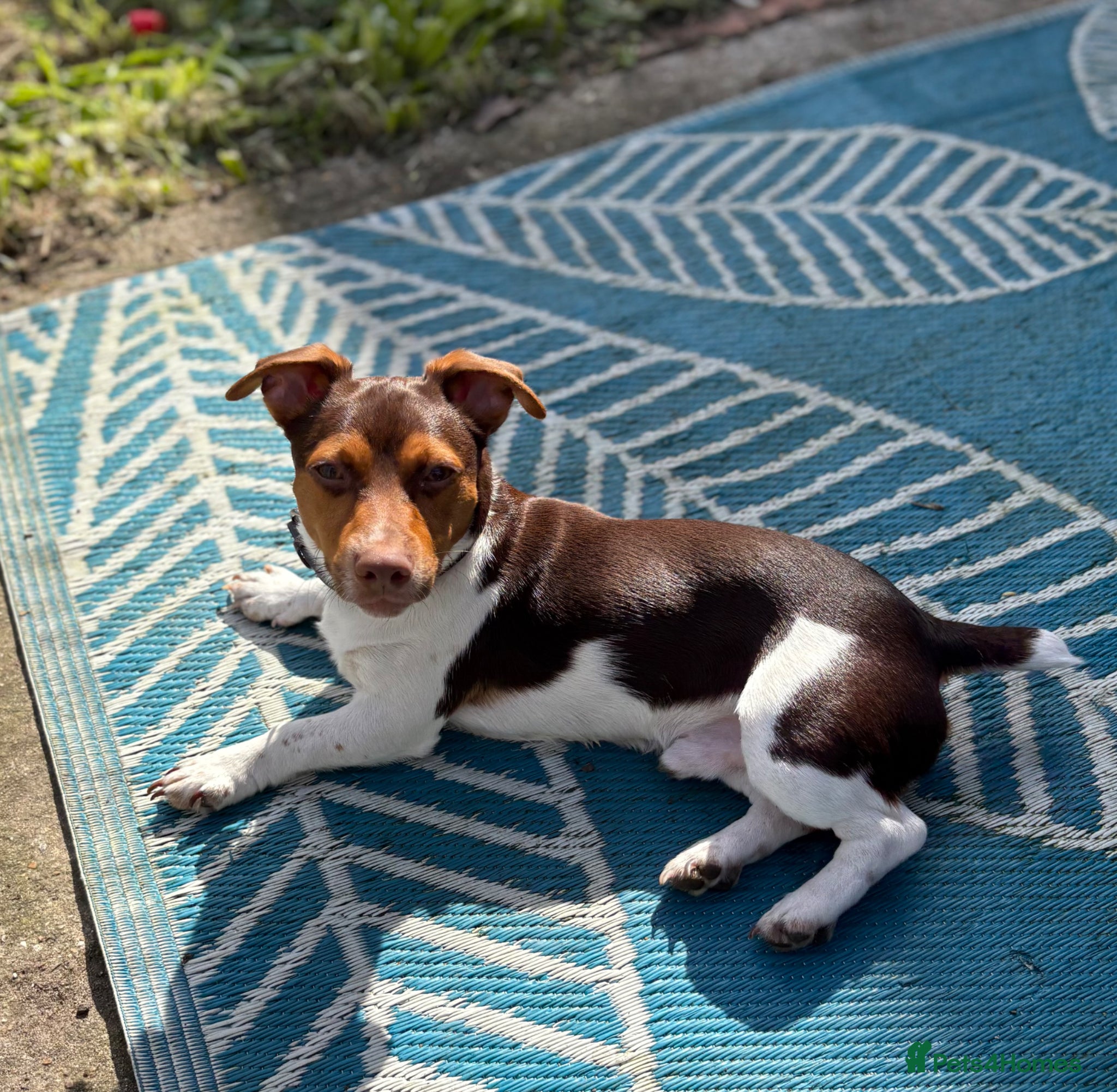 Jack Russell dogs for stud: Jack Russell active KC registered stud - Advert 3