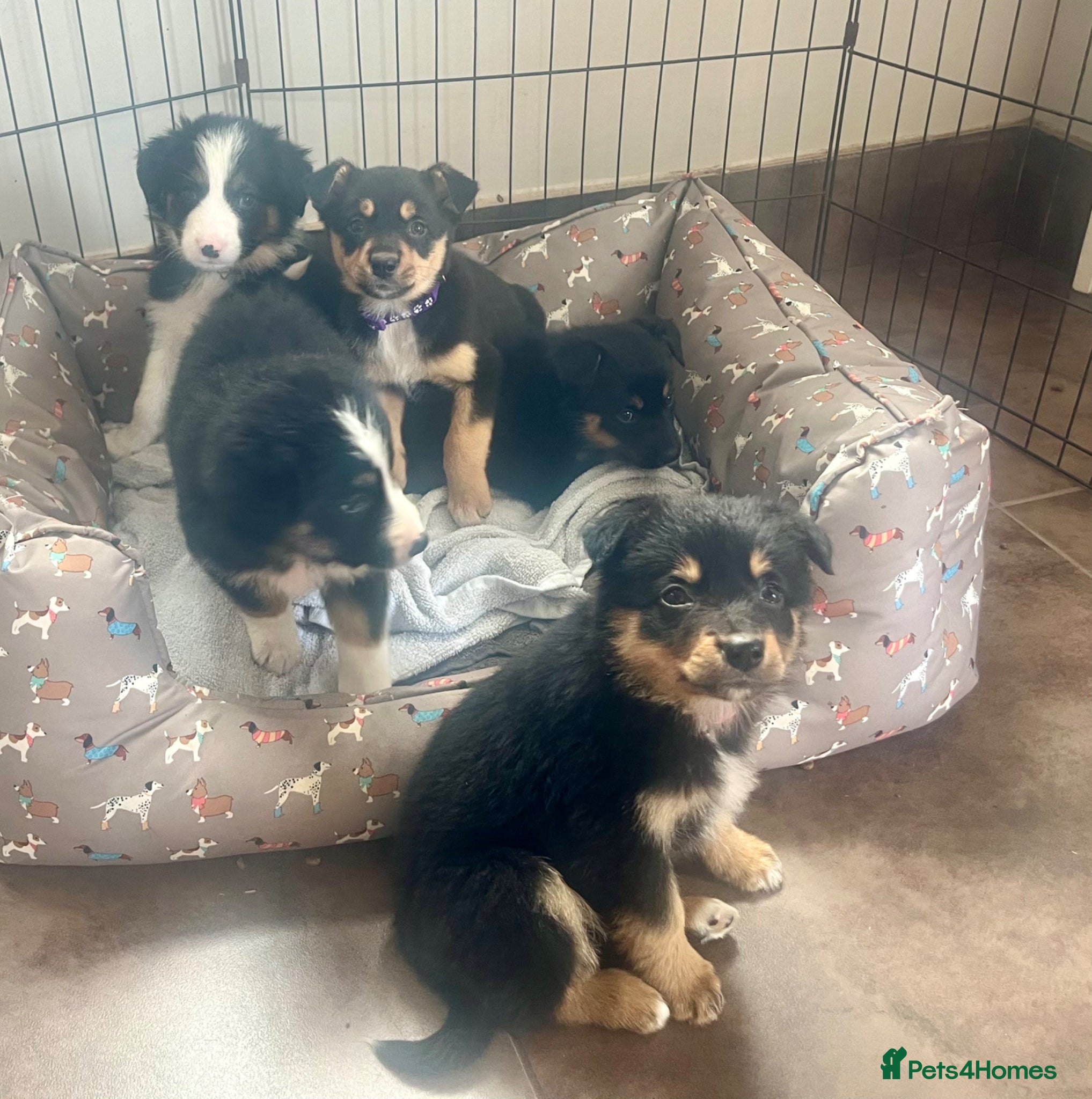 Border Collie dogs Border collies ready now  - Advert 3