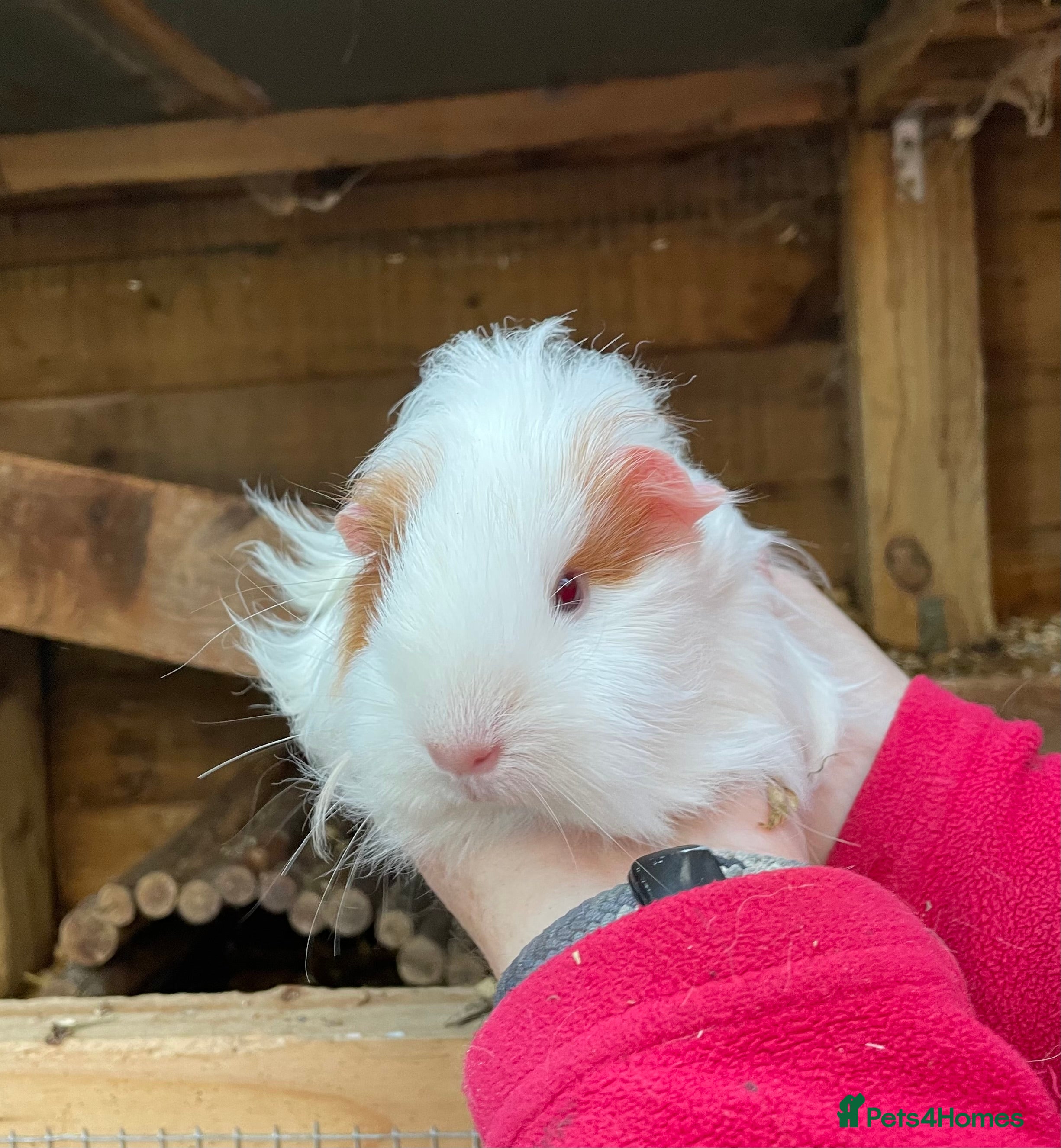 Guinea Pig rodents BABY GIRL GUINEA PIGS - Advert 20