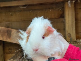 Guinea Pig rodents BABY GIRL GUINEA PIGS - Advert 20