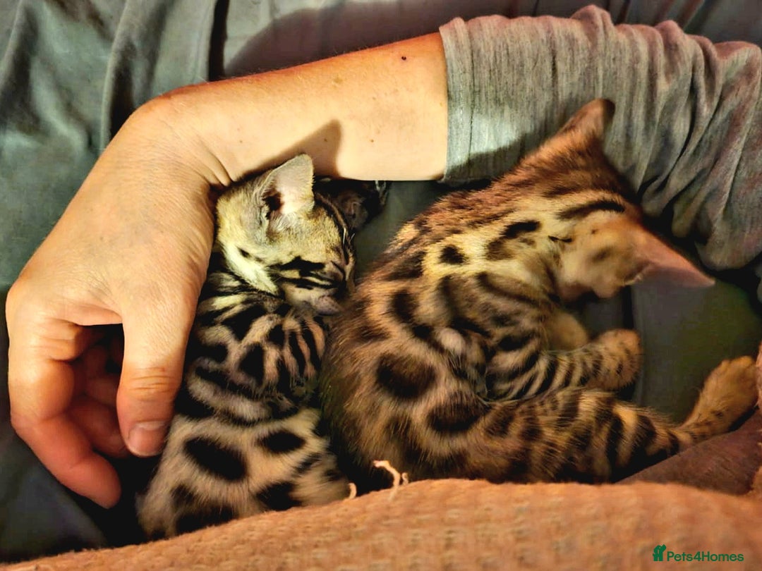 Bengal cats for sale: Breeding quality pedigree bengal boy & girl - Image 1