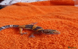 Leopard Gecko reptiles for sale: Baby leopard geckos  - Image 8
