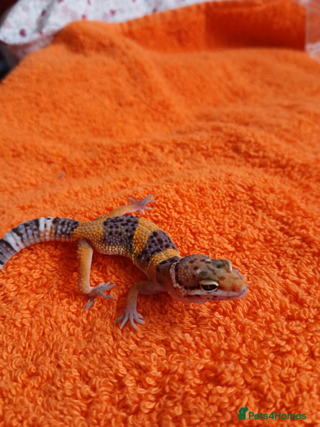 Leopard Gecko reptiles for sale: Baby leopard geckos  - Image 8