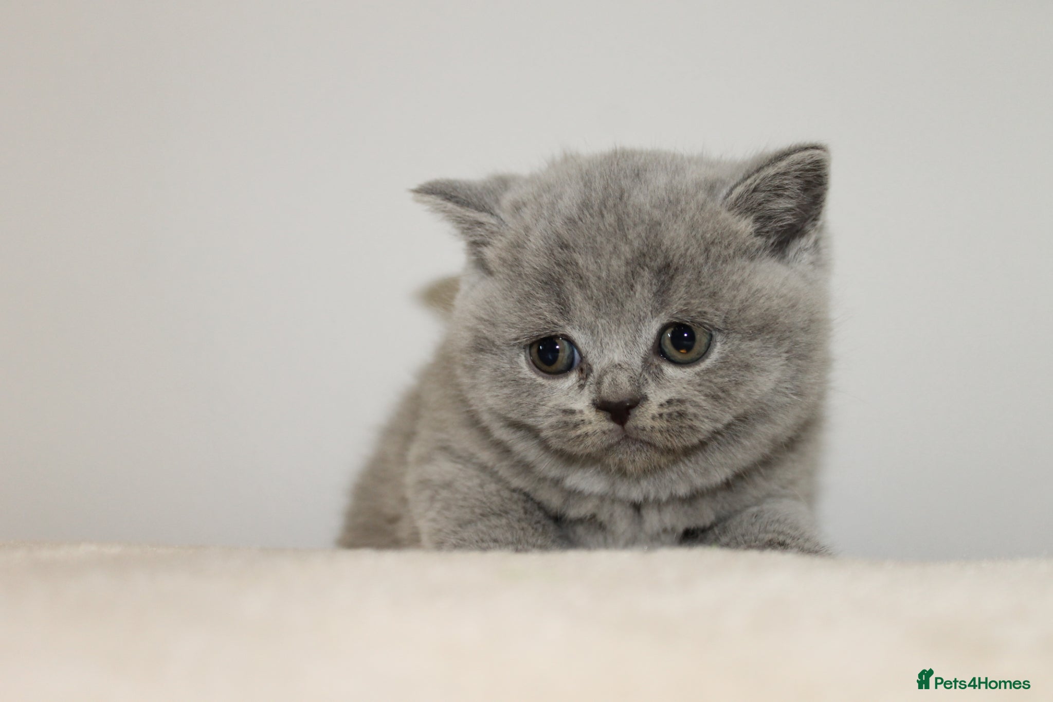 British Shorthair cats for sale: Gccf British Blue kittens  - Advert 7