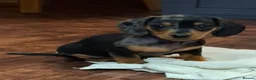 Miniature Dachshund dogs for sale: Stunning Miniature Smooth Haired boy puppy - Advert 2