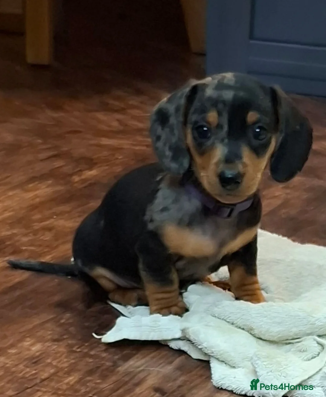 Miniature Dachshund dogs for sale: Stunning Miniature Smooth Haired boy puppy - Advert 2