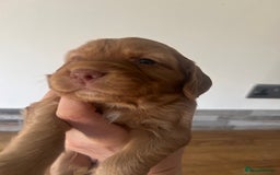 Cocker Spaniel dogs for sale: Baby Cocker Spaniels working type - Image 18
