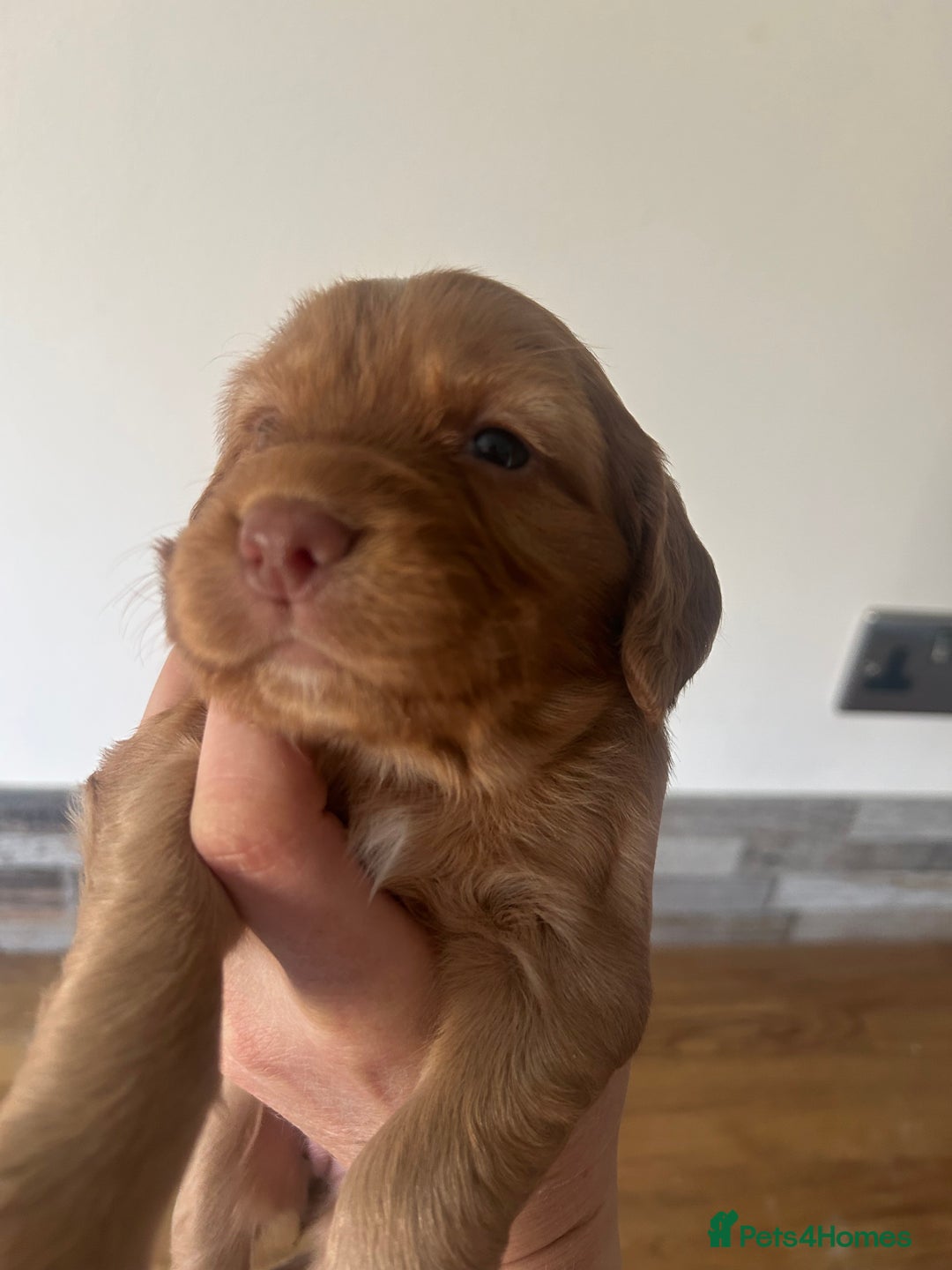 Cocker Spaniel dogs for sale: Baby Cocker Spaniels working type - Image 18