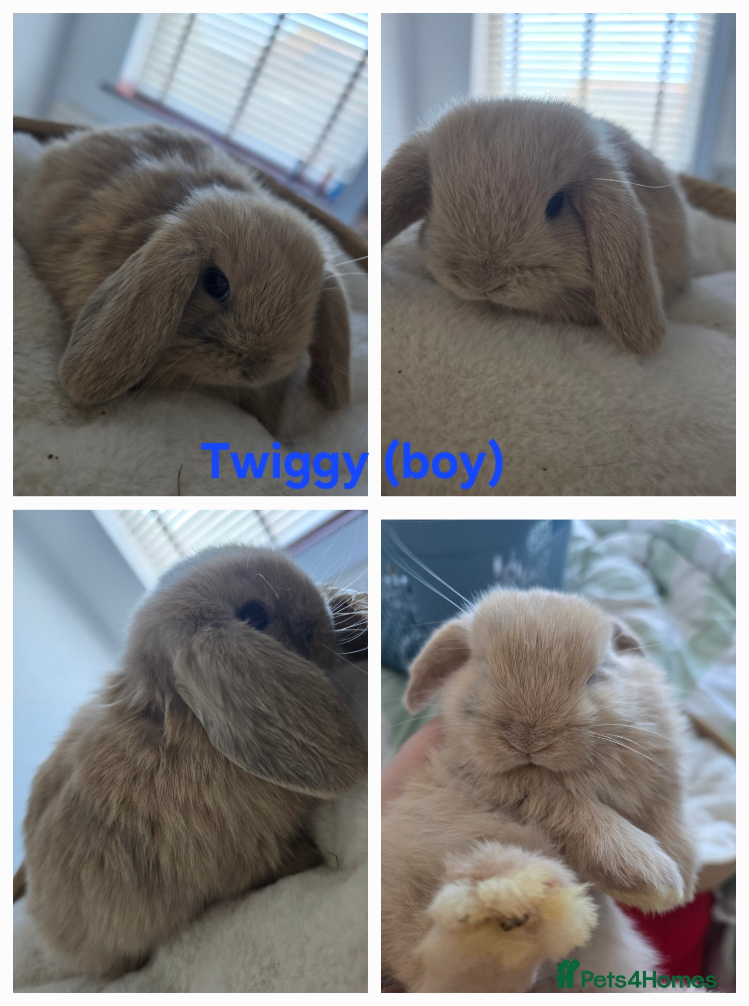 Mini Lop rabbits Beautiful mini lops x10 - Advert 2