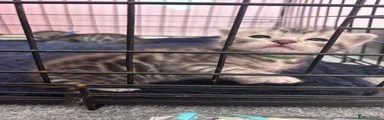 Bengal 2