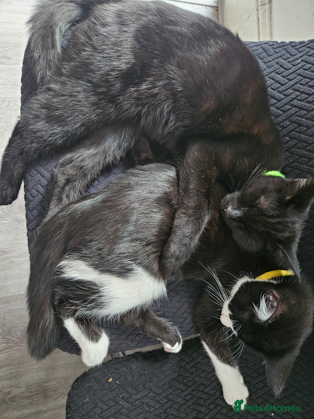 British Shorthair cats for sale: Cats Available for Adoption 🐾 - Image 3